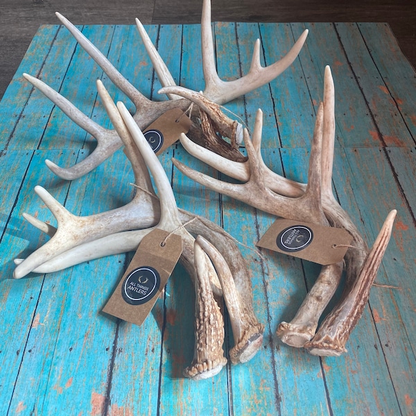 2 pack deer antler. Craft antler. Grade A deer antler. Shed antlers