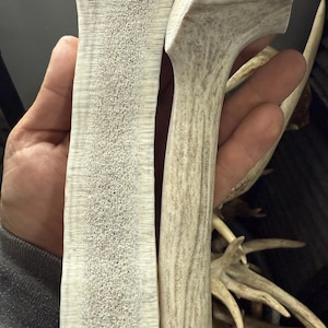May include: Two pieces of split deer antler showing a rough, porous, light beige marrow center and a smooth, hard, off-white outer shell. The texture is fibrous and dense, displaying the natural cross-section of the bone material.