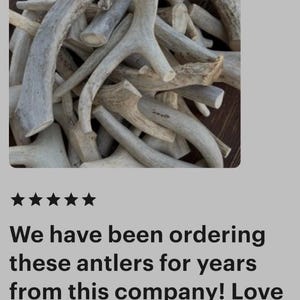 B Grade Antler Dog Chews: All Things Antler, 1 Pound Value Pack image 15