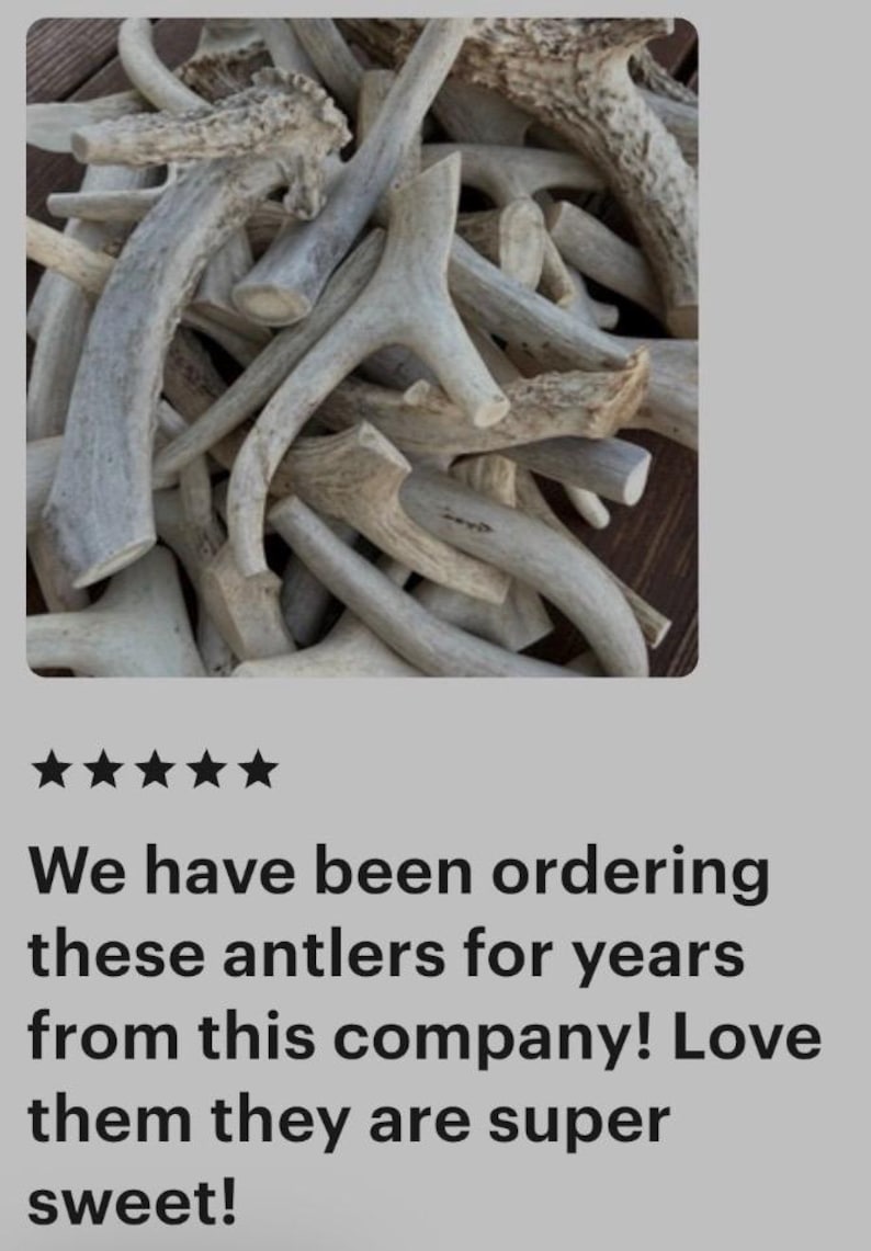 B Grade Antler Dog Chews: All Things Antler, 1 Pound Value Pack image 15