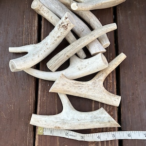 May include: A pile of small, light-colored deer antlers, with a measuring tape indicating a size of 4-6 inches. The antlers have a rough, textured surface and are arranged on a dark wooden surface.