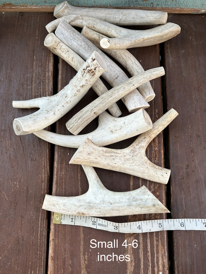 May include: A pile of small, light-colored deer antlers, with a measuring tape indicating a size of 4-6 inches. The antlers have a rough, textured surface and are arranged on a dark wooden surface.