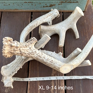 May include: Four natural antler dog chews of varying sizes, arranged on a wooden surface. A measuring tape shows the chews are between 9 and 14 inches long.  XL 9-14 inches.