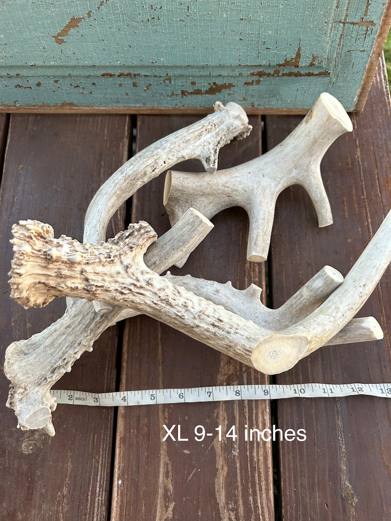 May include: Four natural antler dog chews of varying sizes, arranged on a wooden surface. A measuring tape shows the chews are between 9 and 14 inches long.  XL 9-14 inches.