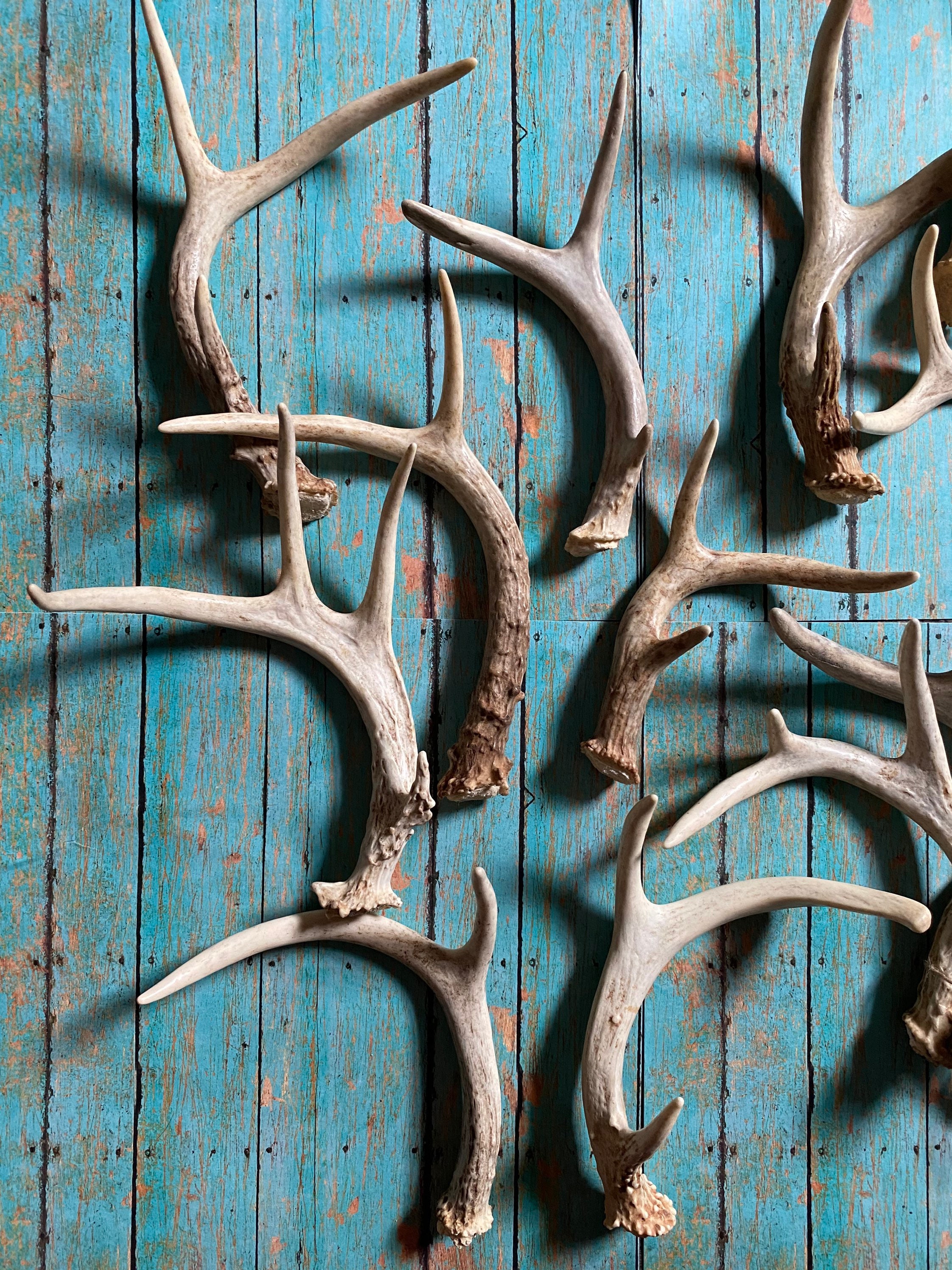 3 pack extra small deer antler. Craft grade deer antler. Whole Etsy
