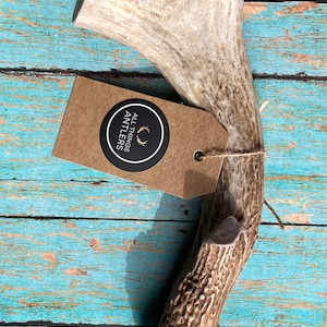 XL Deer Antler Chew. XL antler dog chews. Antler dog chews. Whole antler chew.Natural Dog Chew. All Things Antlers