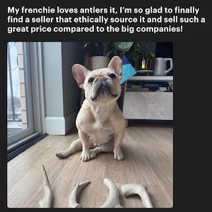 May include: A light-colored French Bulldog sits on a wooden floor in front of four pieces of natural deer antler. The text above the dog reads: My frenchie loves antlers it, I&rsquo;m so glad to finally find a seller that ethically source it and sell such a great price compared to the big companies!