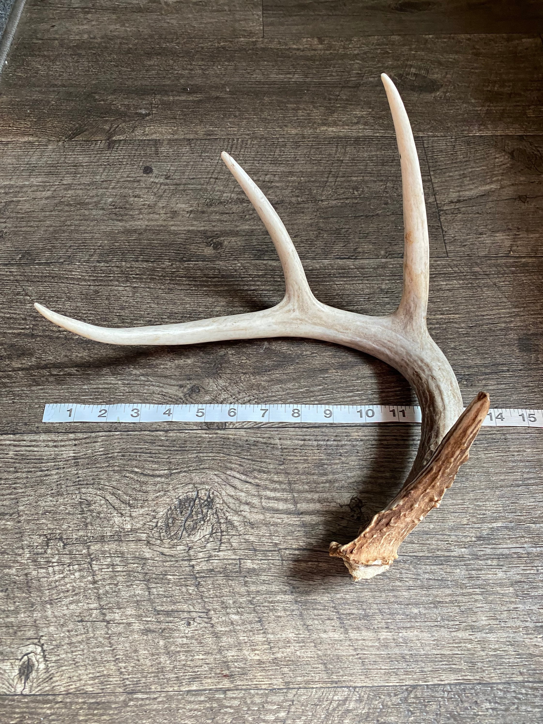 Medium Deer Antler. Craft Grade Antler. Deer Antler Shed. Etsy