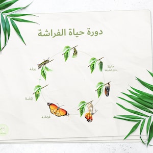 Peut inclure: Une illustration blanche du cycle de vie d'un papillon. Les étapes sont l'œuf, la larve, la chrysalide et le papillon adulte. L'illustration est sur un fond blanc avec des feuilles vertes.