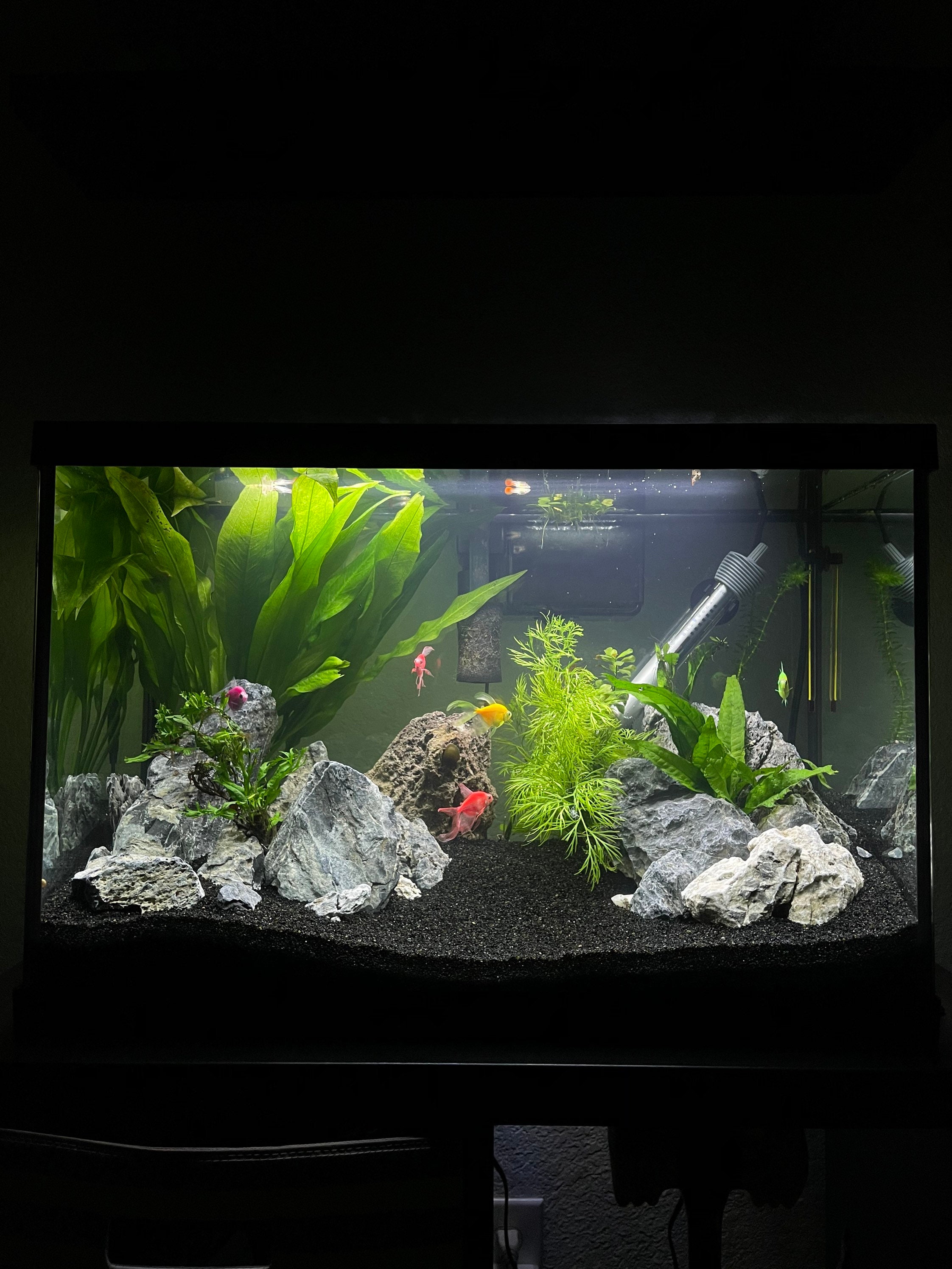 Ideas For Aquarium Décor With White Sand Tropical Fish, 45 OFF
