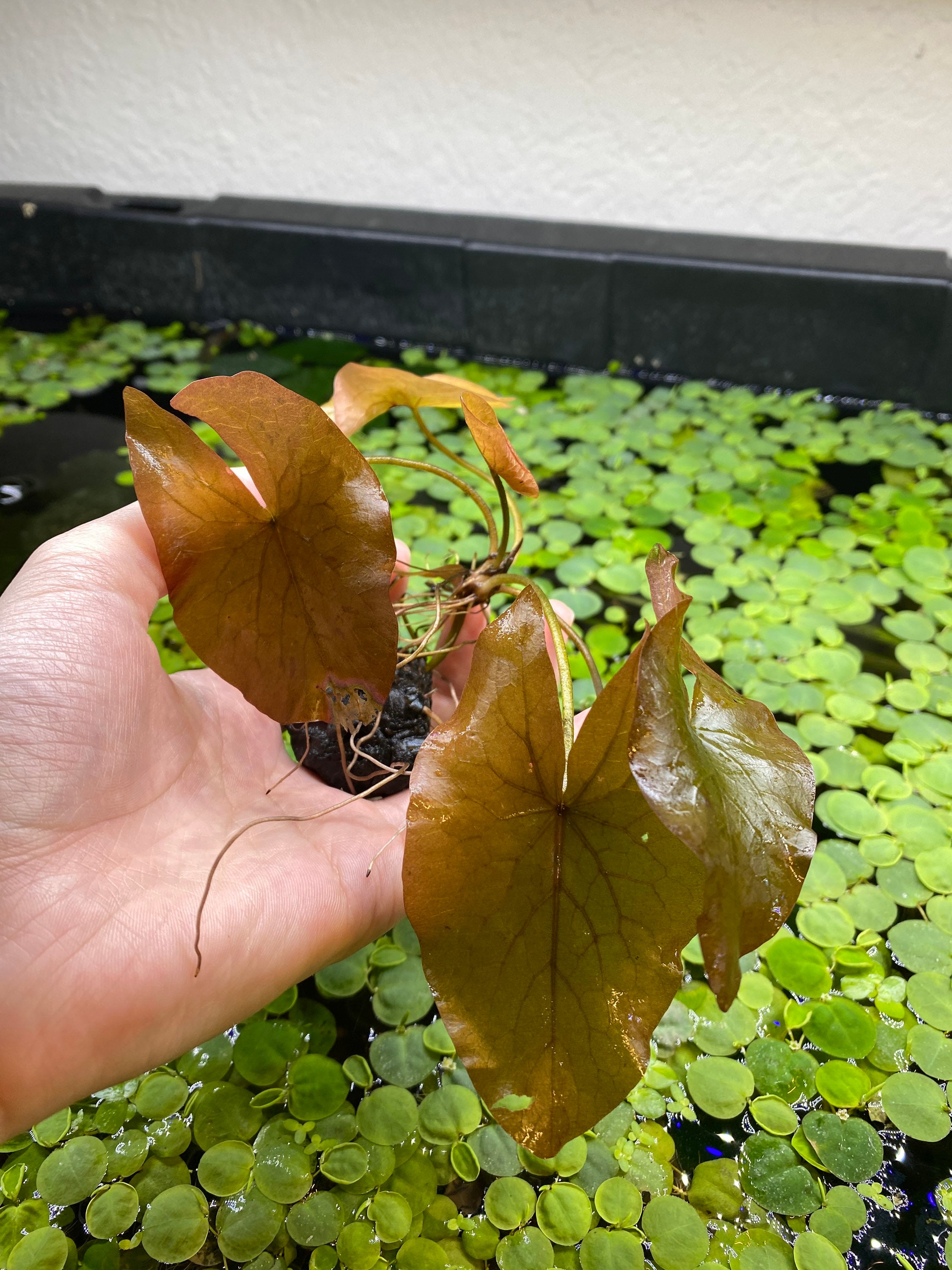 Buy 2 get 1 FREE Dwarf Water Lily Nymphaea Stellata Rubra // Etsy