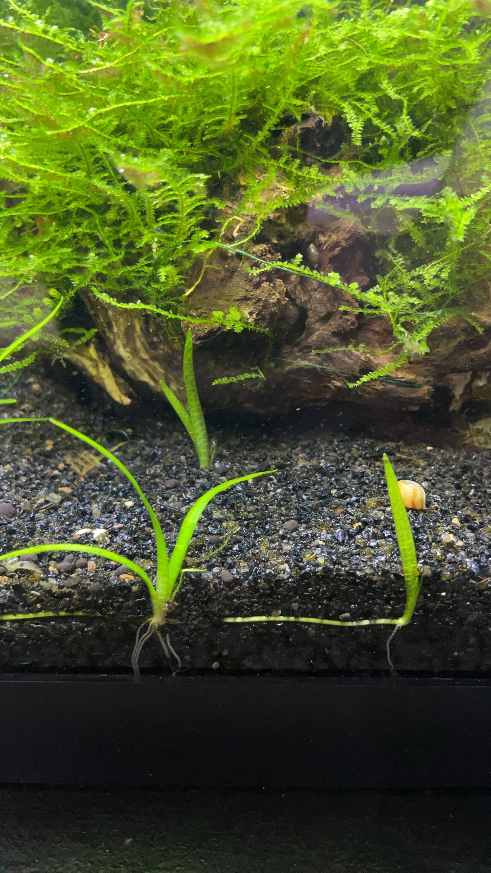 Black Aquarium Substrate // Medium Sand // Black Aquarium Sand Etsy