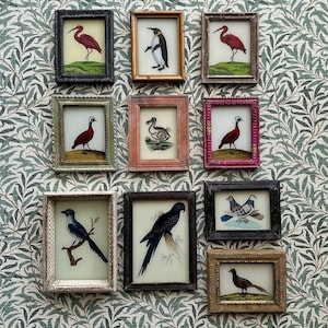 Miniatura d&#39;epoca indiana in vetro rovesciato dipinto mini incorniciato per bambini camera da letto bagno ibis scarlatto pappagallo pinguino piccione dodo fagiano