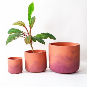 Può includere: Tre vasi per piante in terracotta di diverse dimensioni, con una sfumatura da arancione a rosa. Il vaso più grande è vuoto, mentre il vaso medio contiene una piccola pianta con foglie verdi e stelo rosso. I vasi sono cilindrici.