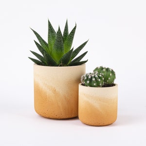 May include: Two potted succulents in beige ceramic pots with a gradient of brown. The larger pot has a green succulent with long, pointed leaves. The smaller pot has a cluster of small, round, green succulents.