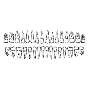 Download digital de dentes dentários SVG
