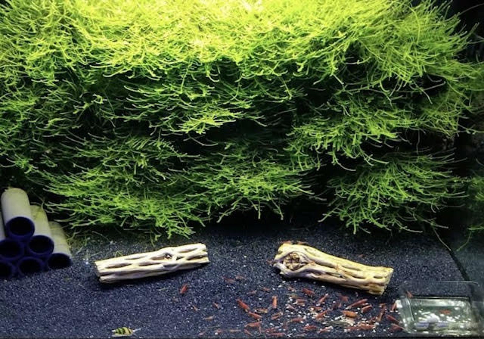 Java Moss Shrimp Breeding Carpeting Aquarium Plants Live Etsy
