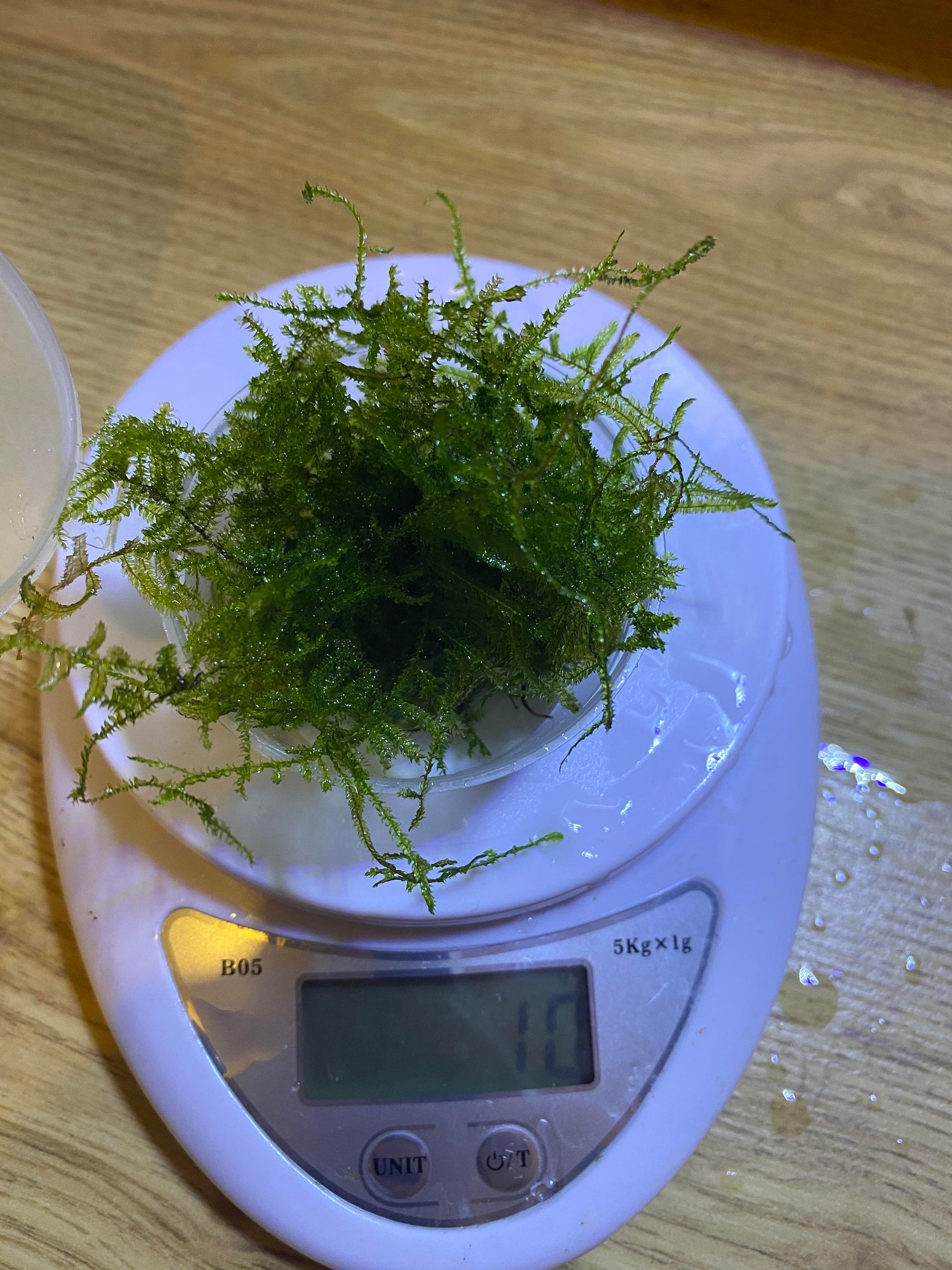 Java Moss Shrimp Breeding Carpeting Aquarium Plants Live Etsy