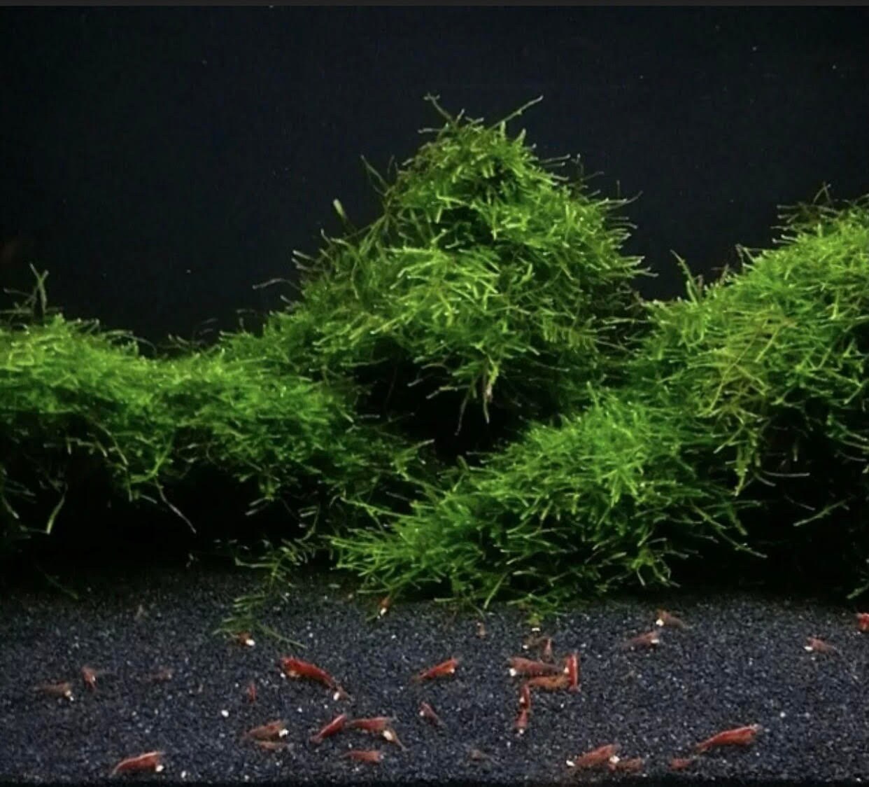 Java Moss Shrimp Breeding Carpeting Aquarium Plants Live Etsy