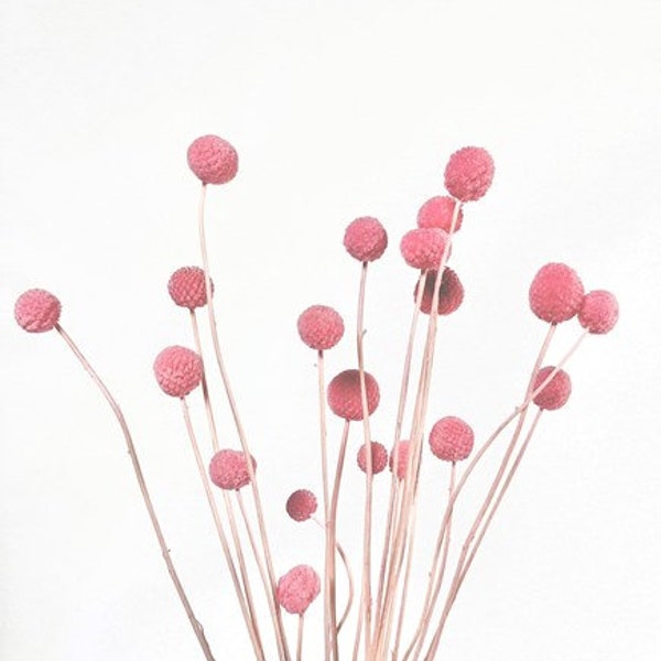 16" Light Pink Billy Buttons, Pink Dried Craspedia, Pink Billy Balls, Dried Flower, Easter Bouquet, Wedding florals, Bridal Bouquet, Floral