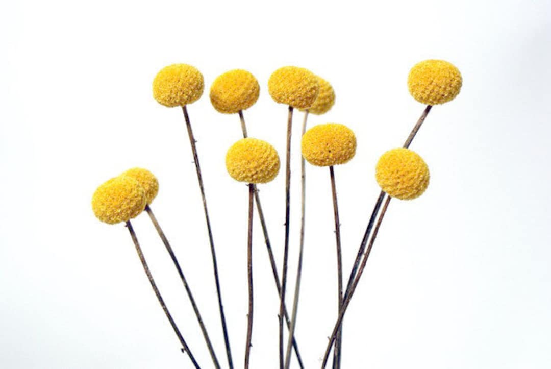 10 Yellow Billy Buttons, Yellow Dried Craspedia, Yellow Billy Balls