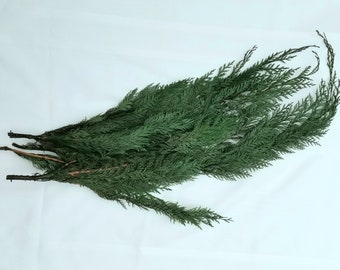 Preserved Cedar Branches, Cedar Branches, Preserved Leaves, Christmas Greenery, Cedar Greenery, Winter Greenery, Preserved Evergreen