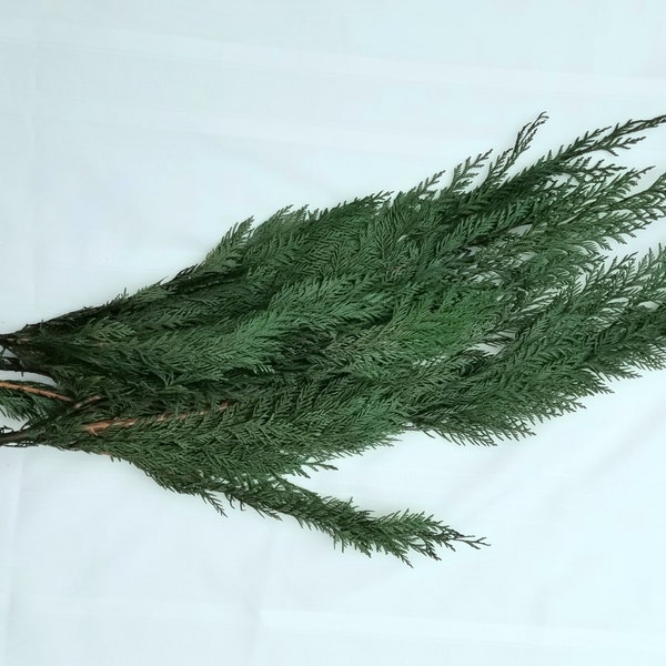 Preserved Cedar Branches, Cedar Branches, Preserved Leaves, Christmas Greenery, Cedar Greenery, Winter Greenery, Preserved Evergreen