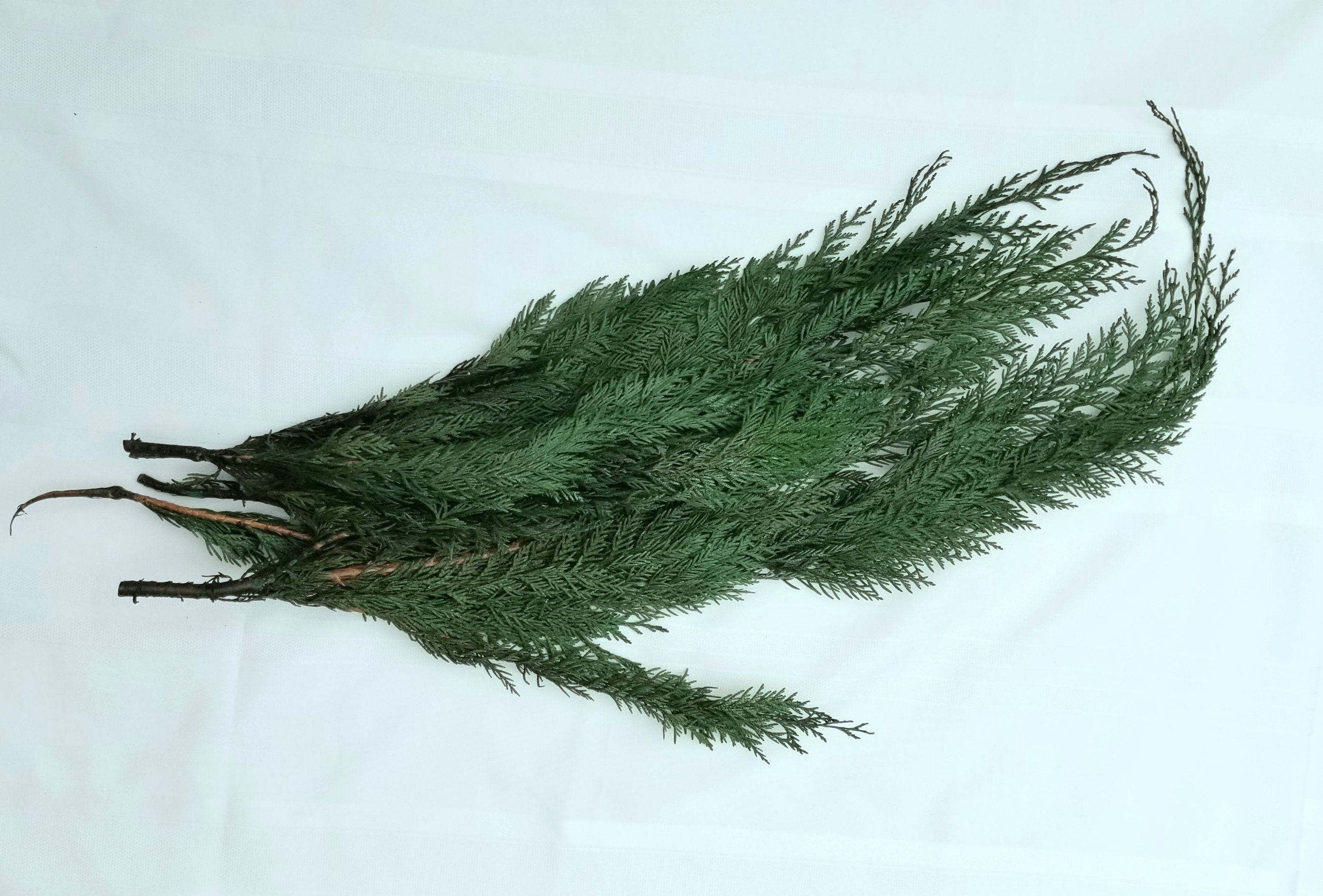 Preserved Green Natural Color Cedar, Cedar Branch, Preserved Leave