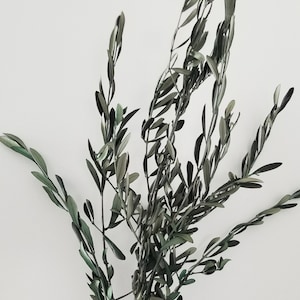 May include: A collection of olive branches, featuring thin stems and many green leaves. The leaves are elongated and have a muted green hue. The branches are set against a plain white backdrop, offering a simple, natural appearance. Ideal for home decor.