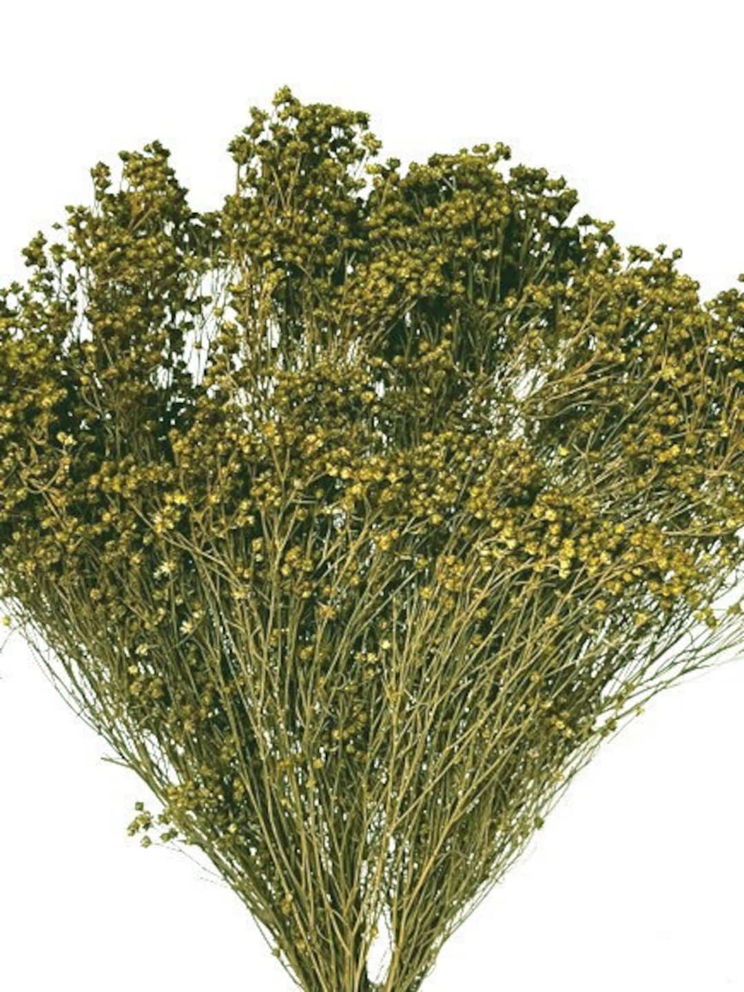 17 Green Broom Bloom, Dried Broom Bloom, Floral Filler, Wedding Flowers