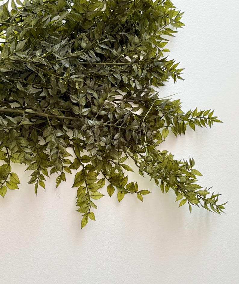 Ruscus Fillers Preserved Ruscus, Green Ruscus, Preserved Greenery, Vase Filler, Vase ...