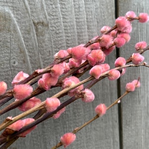 Pink Pussy Willow, Pussy Willow Stems, Spring Branches, Spring Flower Arranging, Spring Wedding Decor, Dried Flowers, Vase Filler, Easter