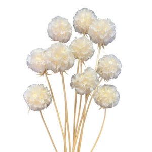 10 White Scabiosa Flowers, Dried Scabisoa Heads, Dried Flowers, White Flower Bouquet, Wedding Table, Lasting Flowers, Gift for Her, Scabiosa
