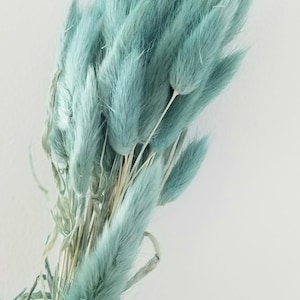 Peut inclure: Un bouquet d'herbe de queue de lapin séchée de couleur bleu clair. Les tiges sont regroupées et les queues moelleuses sont étalées.