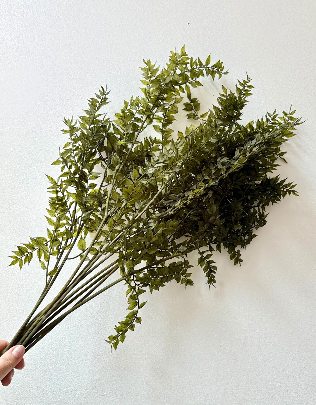 Ruscus Fillers Preserved Ruscus, Green Ruscus, Preserved Greenery, Vase Filler, Vase ...