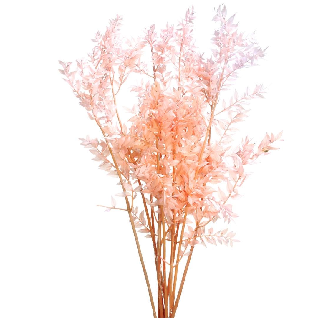 Ruscus Fillers Preserved Light Pink Ruscus, Pink Italian Ruscus, Wedding Florals, Vase ...