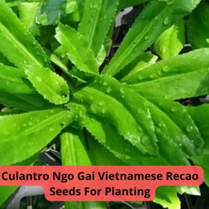 4 pcs of 100 mg Culantro Seeds Ngo Gai  | Vietnamese Recao | Tropical Herb Garden | Strong Flavor Alternative to Cilantro