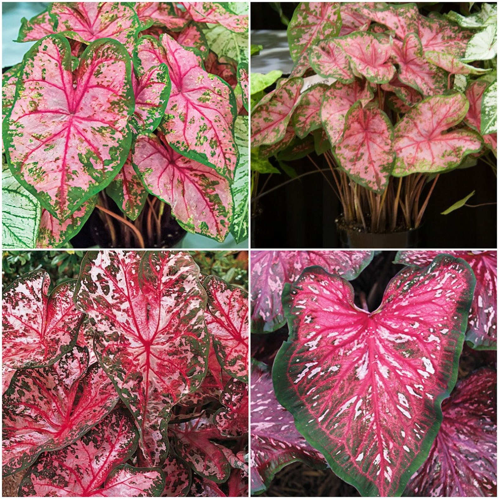 2 Bulbs Caladium Carolyn Whorton sz 2bulb Lovely Pink | Etsy