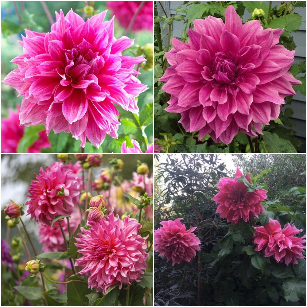 Dahlia Dinnerplate Emory Paul Sz1 Largest Flowering Tuber Etsy