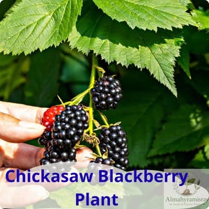 May include: A cluster of ripe, dark black blackberries and one partially red, unripe blackberry hanging from a green stem with serrated leaves. The text Chickasaw Blackberry Plant is printed in blue at the bottom of the image.