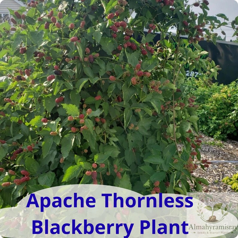 May include: An Apache Thornless Blackberry plant featuring numerous green leaves and clusters of ripening berries in shades of red and dark purple. The text Apache Thornless Blackberry Plant is displayed in blue at the bottom of the image.