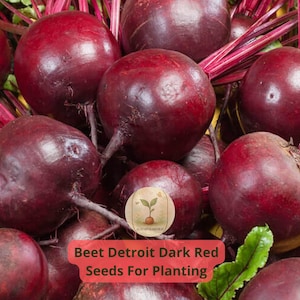 4 pcs of 1 gram Beet Detroit Dark Red Seeds – Heirloom Root Vegetable Seeds for Planting – Easy Grow Garden Beets