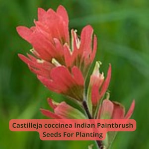 2 pcs of 300 Indian Paintbrush Seeds | Castilleja coccinea | Scarlet Native Wildflower | Pollinator Friendly | Rare Seeds for Planting