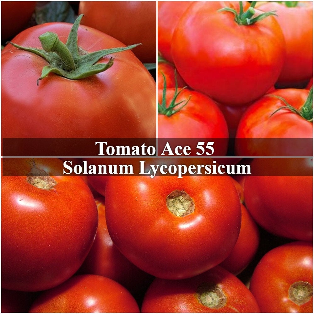 100 mg Tomato Ace 55 Seeds for Plant NonGMO Heirloom Etsy