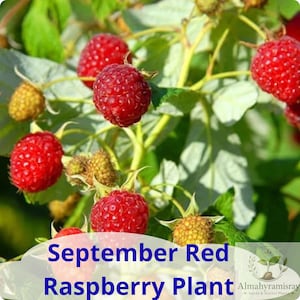 May include: A September Red Raspberry plant featuring multiple vibrant red, ripe raspberries and several smaller, developing yellow-green berries on thin stems with green leaves. The text September Red Raspberry Plant is visible at the bottom.
