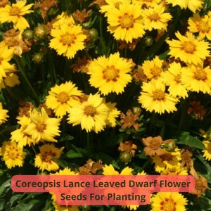 2 pcs of 100 mg Coreopsis Lanceolata Seeds | Dwarf Lance-Leaved Coreopsis | Perennial Yellow Blooms | Pollinator-Friendly Wildflower