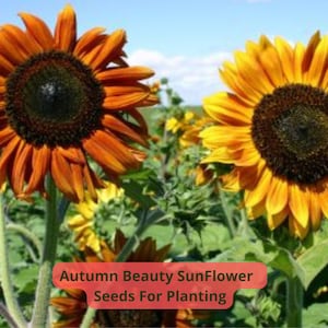 2 pcs of 1 gram Autumn Beauty Sunflower Seeds | Mixed Warm Tones | Branching Heirloom for Cut Flowers, Borders & Pollinator Gardens