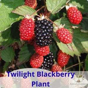 May include: A Twilight Blackberry Plant featuring clusters of ripe black berries and unripe red berries on green stems with serrated leaves. The text Twilight Blackberry Plant and the logo for Almahyramisray Seeds & Starter Plants are visible.