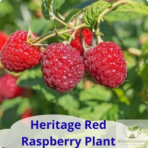 May include: Three ripe, textured red raspberries hang from a green stem with leaves. The text at the bottom reads Heritage Red Raspberry Plant and includes the logo for Almahyramisray Seeds & Starter Plants in the lower right corner.