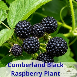 May include: A cluster of ripe, glossy black raspberries growing on a green plant with serrated leaves. The text Cumberland Black Raspberry Plant is printed in blue at the bottom, alongside a small logo for Almahyramisray Seeds & Starter Plants.